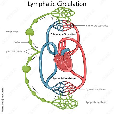 are lymphatic vessels similar to cardiovascular arteries